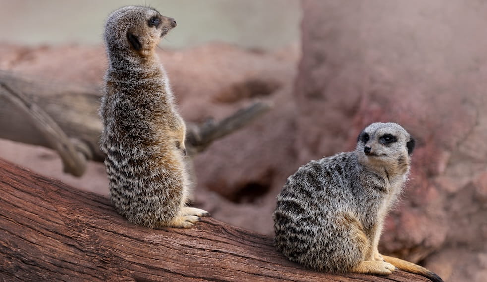 Rear view of meerkats sitting on wood